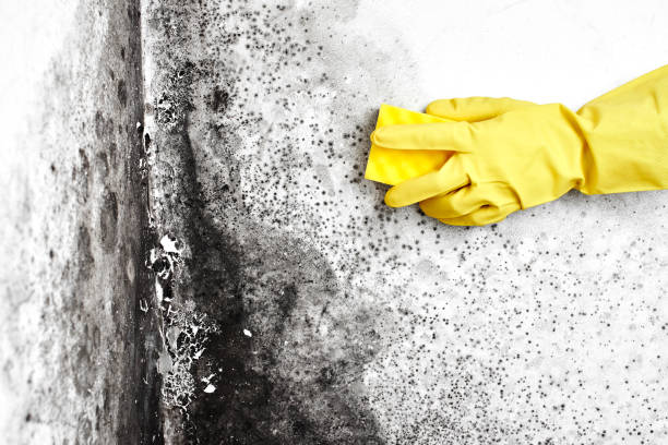 Why You Should Choose Our Mold Remediation Services in Luray, VA